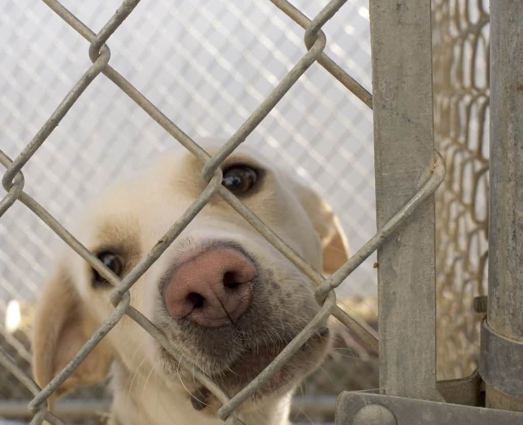 Dog looking through fence at shelter