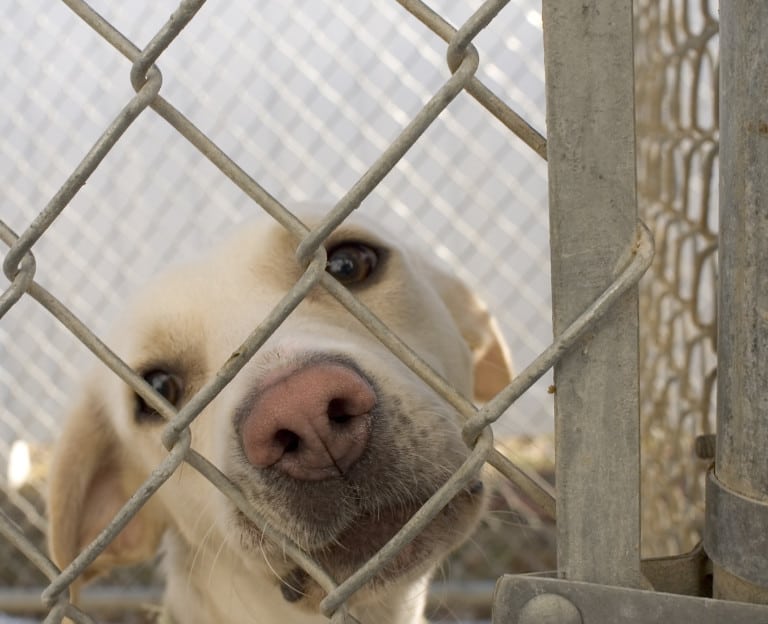 Overpopulation in Animal Shelters