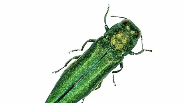 Rutgers Emerald Ash Borer Program