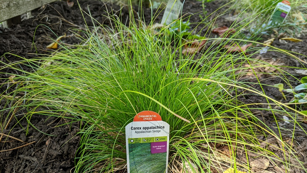 Carex appalachica