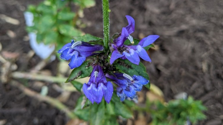 Native Plant Garden