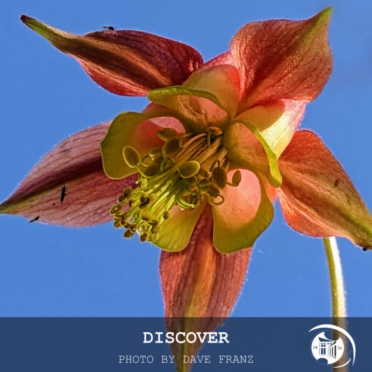 Columbine Flower