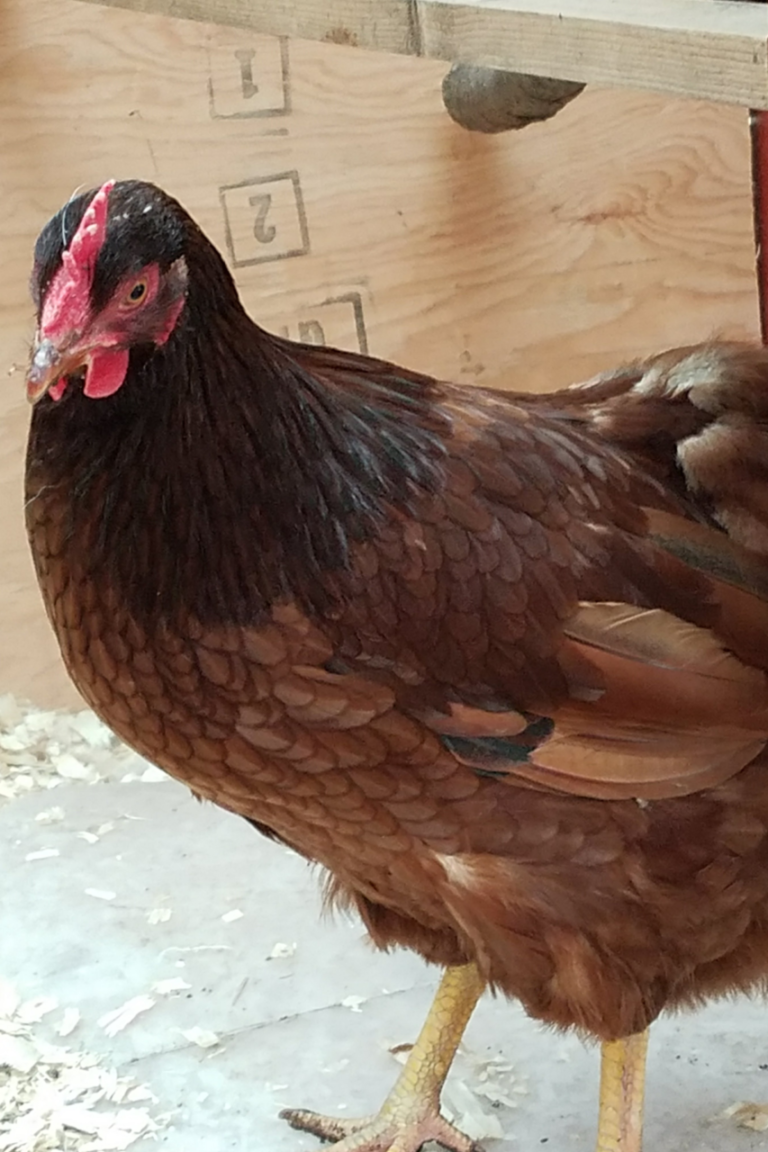 Backyard Chickens-The Inside (S)coop!- June 29 @ 7PM