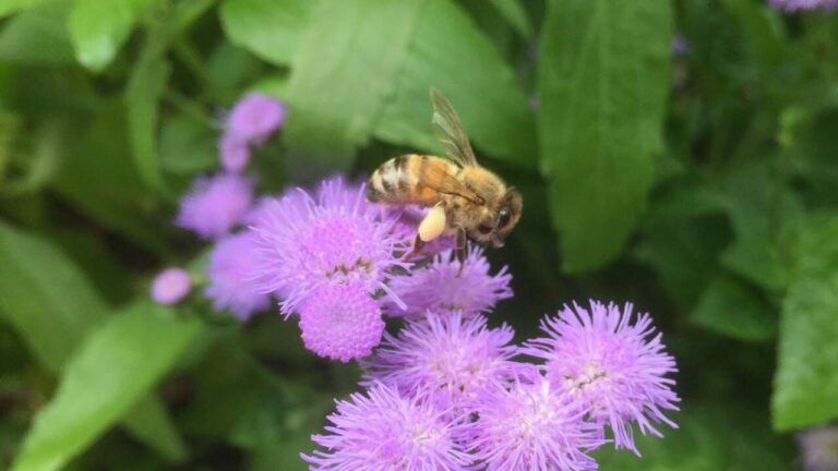 Bee on flowers