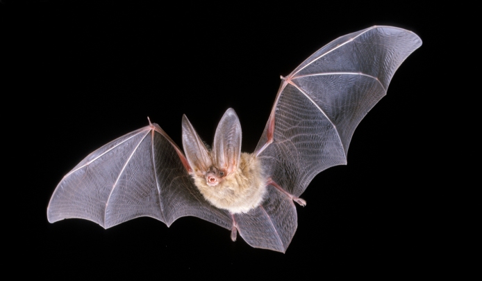 Creatures of the Night-The Bats of New Jersey October 15th-6:30 PM