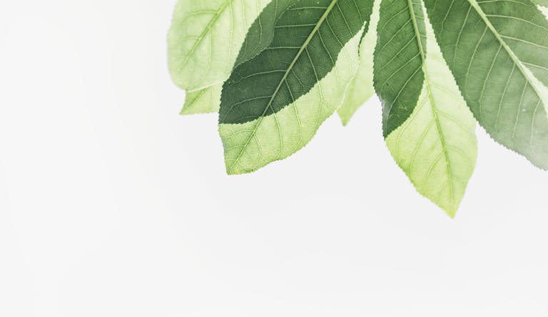 Vibrant fresh green leaves on a branch against a bright background.