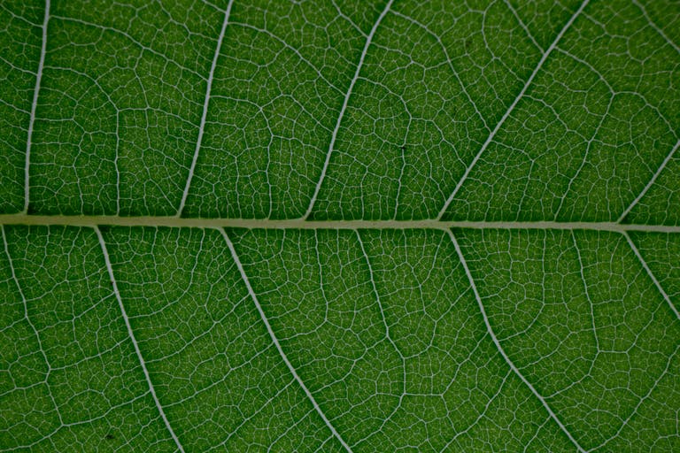 Macro of textured veins and lines of natural plant green leaf pattern as abstract background