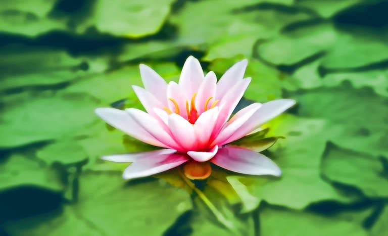 Vibrant pink water lily blooming gracefully on a lush green pond.