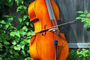 A beautifully crafted cello rests outdoors surrounded by greenery, showcasing its rich wood tones.