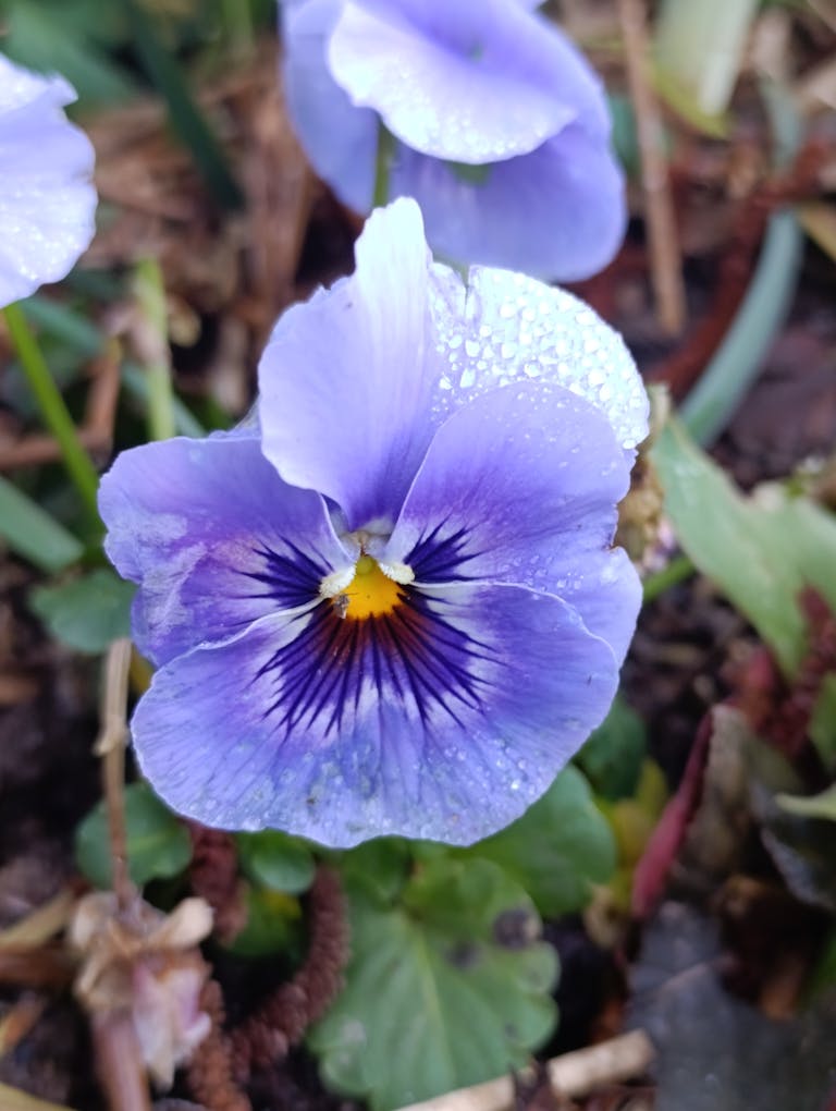 Purple pansy flower with dew drops in a garden, showcasing its vibrant colors.