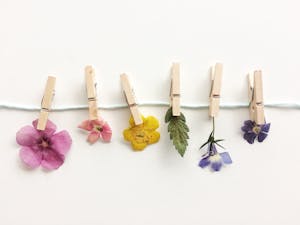 Aesthetic display of assorted dried flowers clipped to a string with wooden pegs.