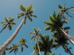 Majestic palm trees stretch towards a clear blue sky, creating a tropical paradise feel.