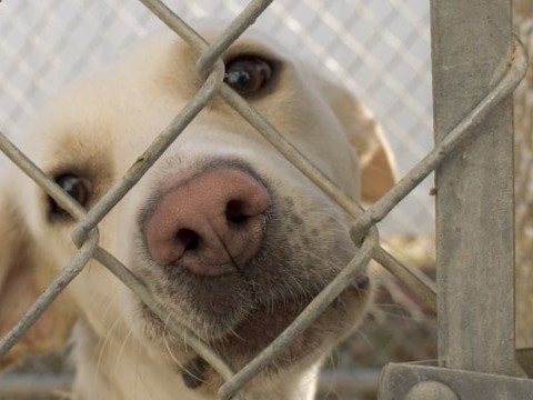 Dog looking through fence at dog shelter